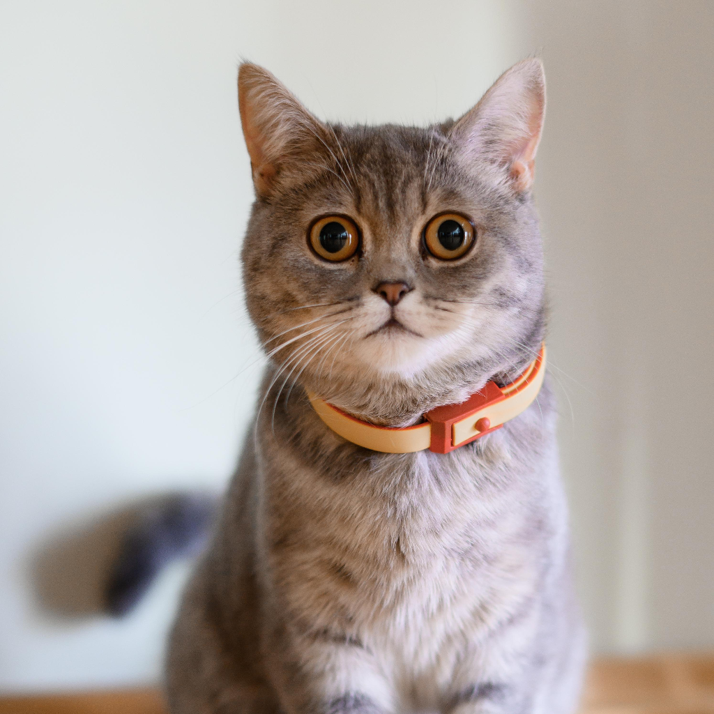 Secure cat harnesses and leashes for outdoor walking by Pether