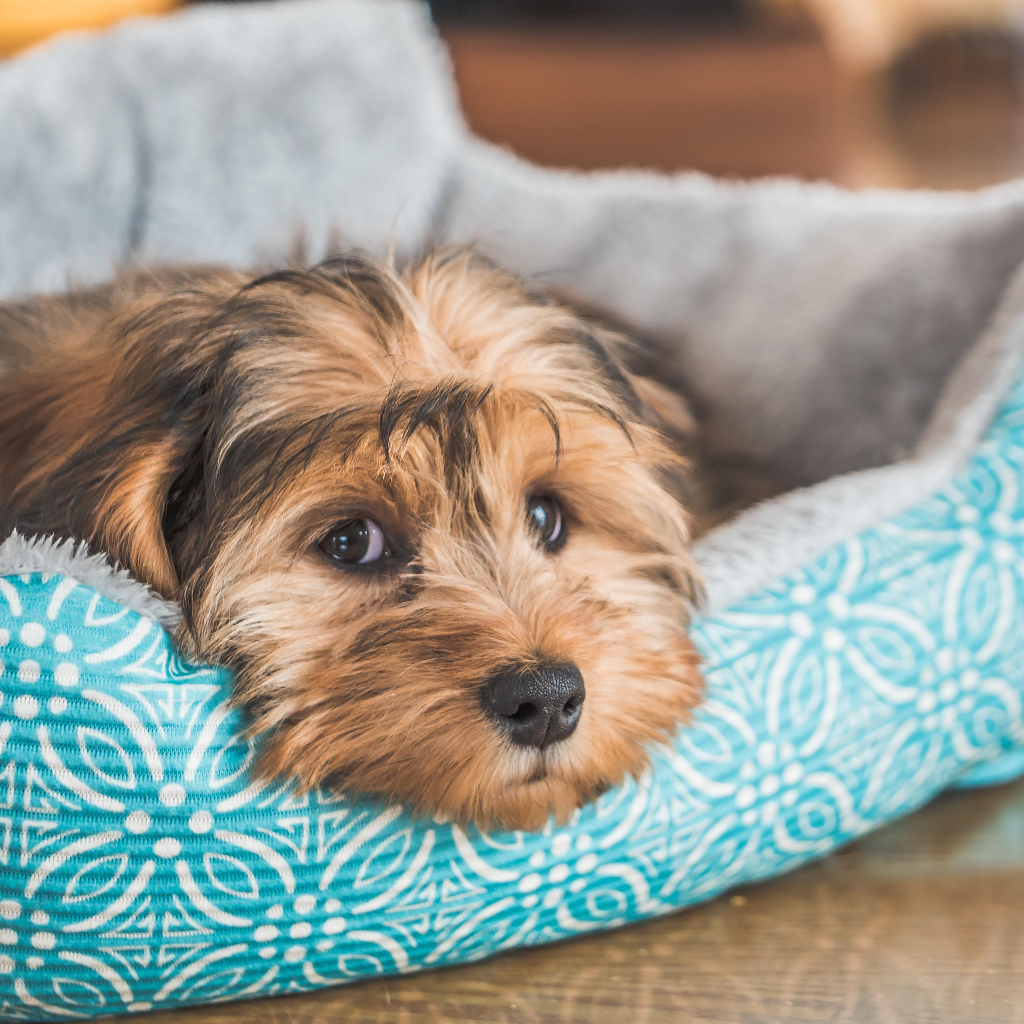 Dog and cat bed collection for cozy, restful sleep by Pether