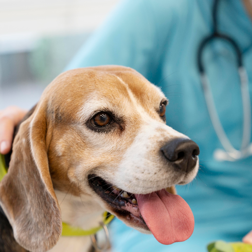 Dog and cat health and wellness care collection by Pether