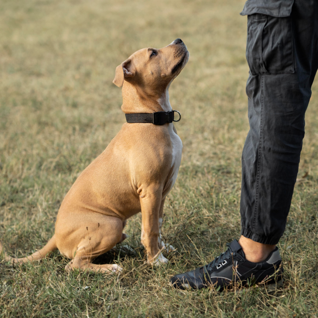 Training gear for dogs and cats to support good behavior by Pether