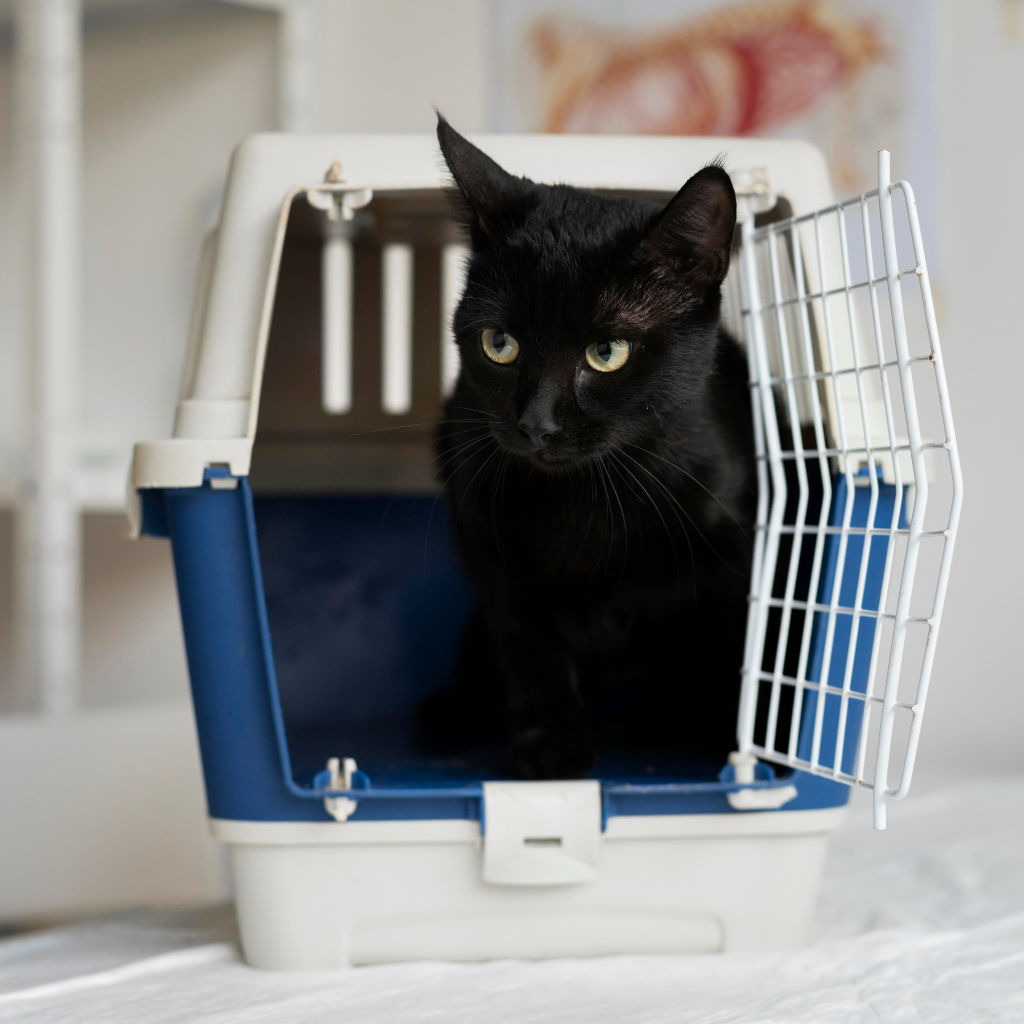 Safe and comfortable cat carriers for travel and transport by Pether