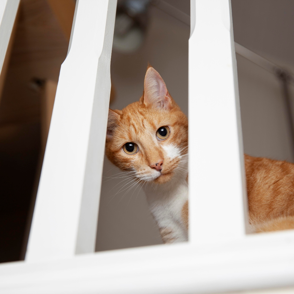Cat doors and safety pens for secure indoor and outdoor access by Pether