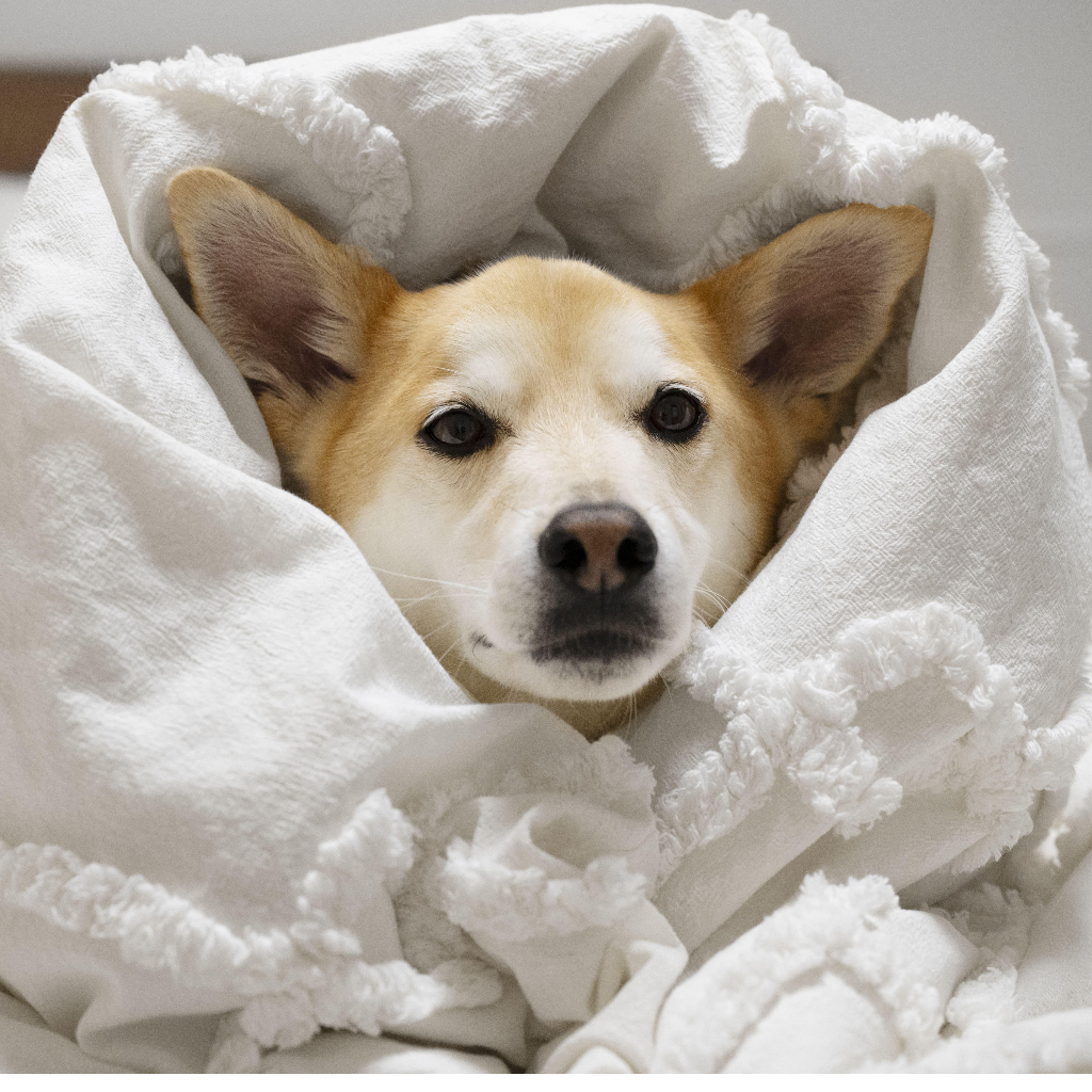 Comfort-focused beds and furniture for pets at home by Pether