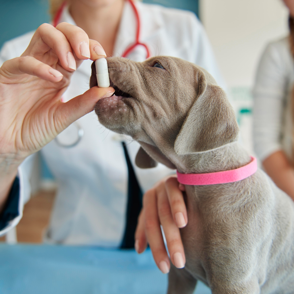 Dog wellness and health care essentials by Pether