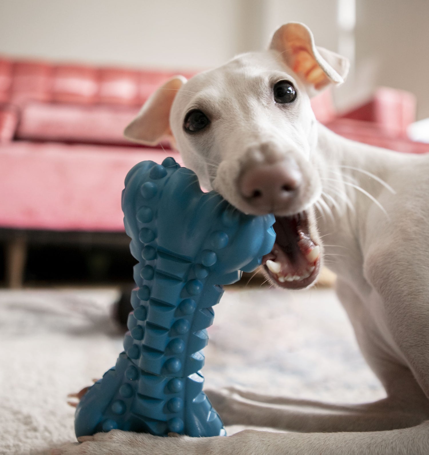 Fun and durable dog toy collection for stress relief and play by Pether