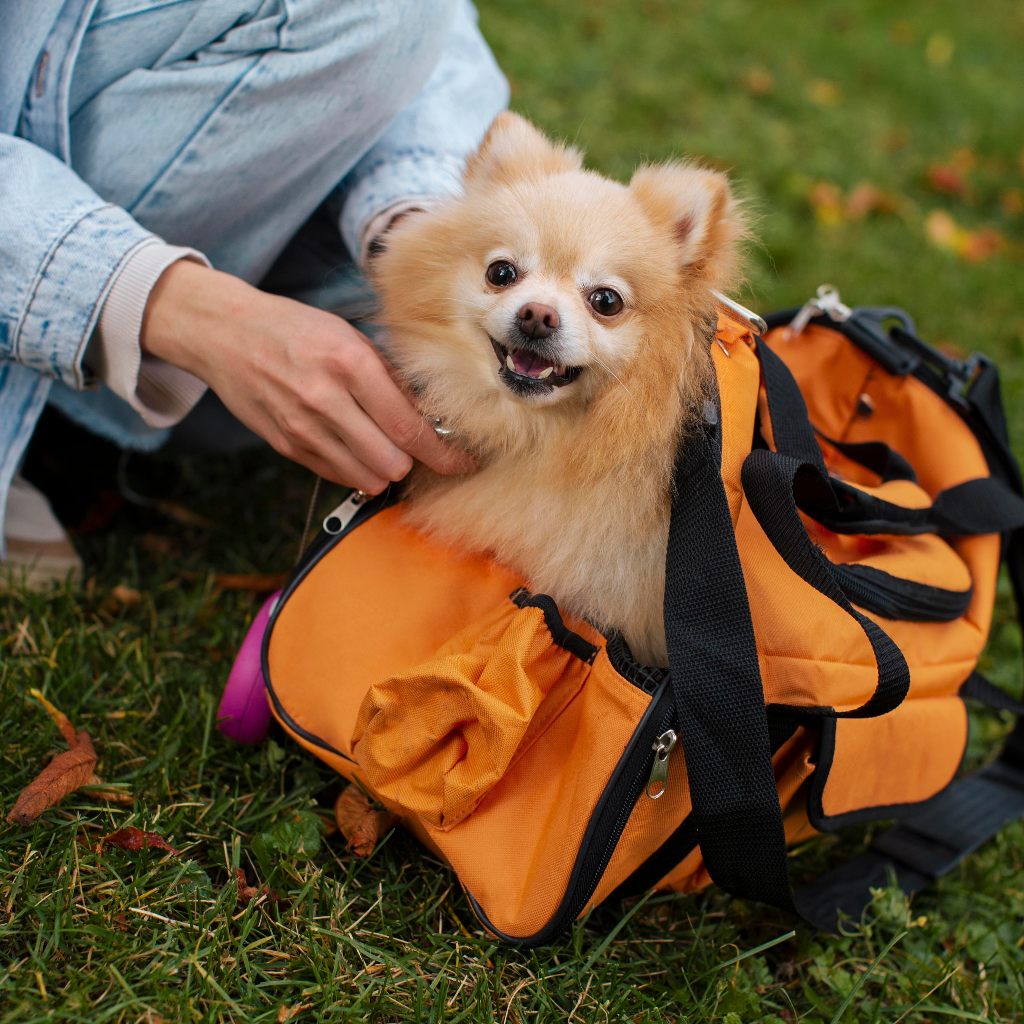Dog travel gear including carriers and accessories for safe trips by Pether