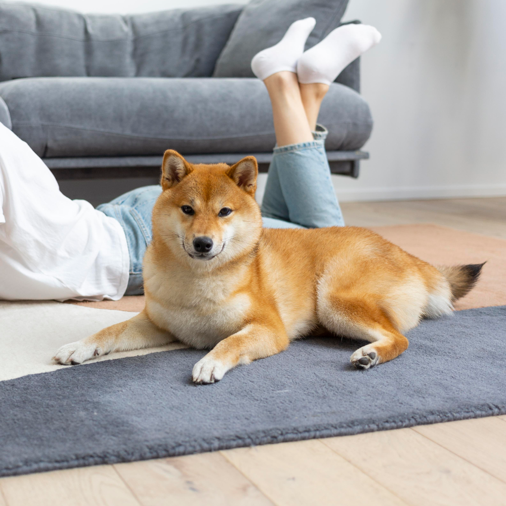 Indoor comfort and hygiene essentials for dogs and cats by Pether
