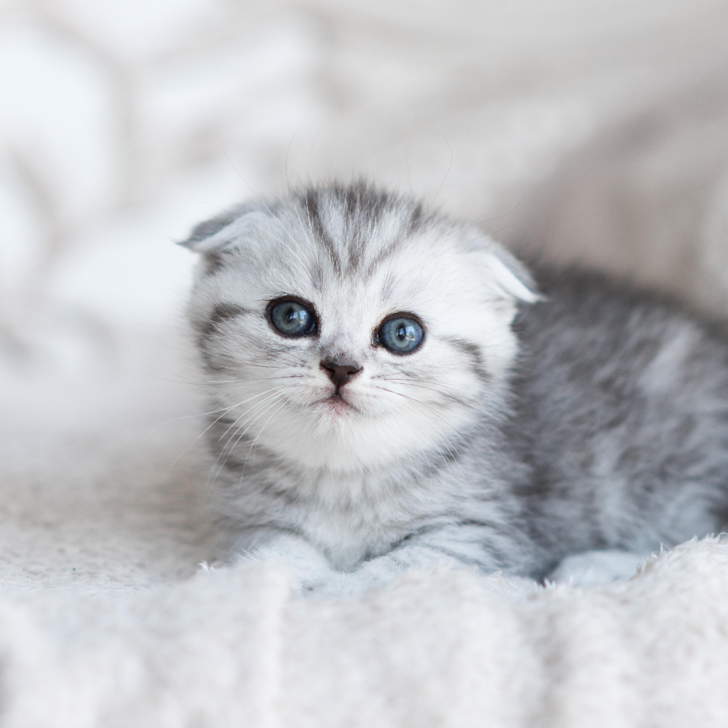 Kitten toys and early training essentials for young cats by Pether