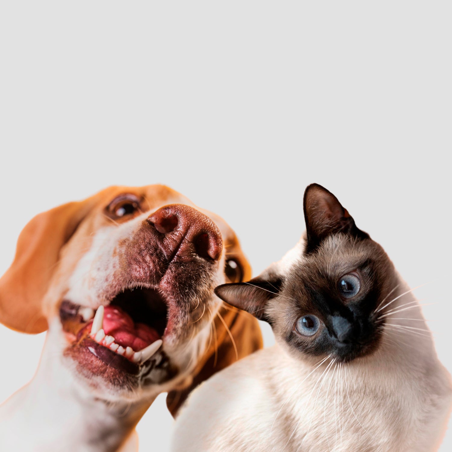 Clean and cozy pet comfort collection with beds and litter by Pether