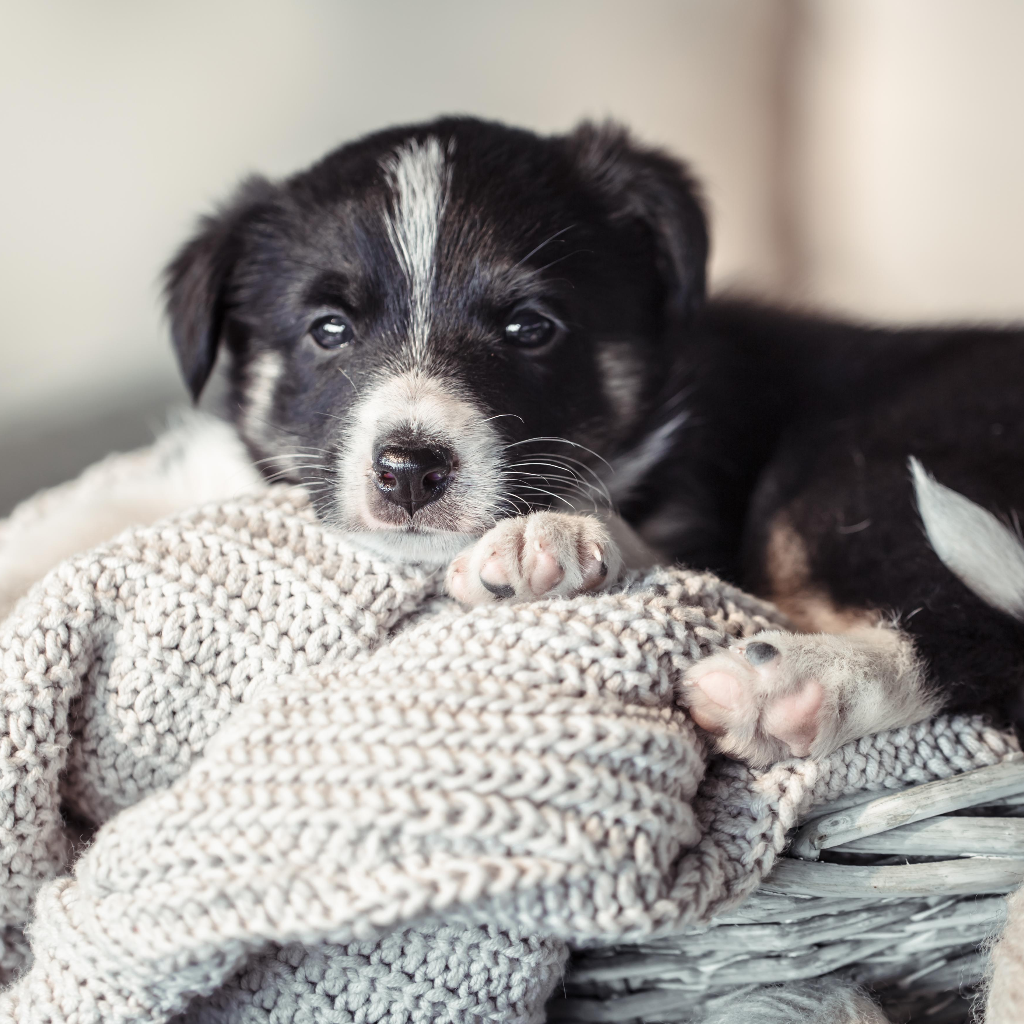 Gentle grooming and hygiene kit for puppies by Pether