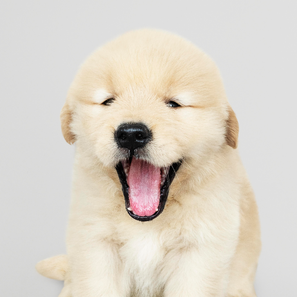 Essential puppy training kit for new dog parents by Pether
