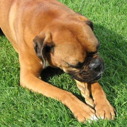Pawstruck Natural 7” Braided Bully Sticks for Dogs - Tough Long Lasting, Rawhide Free, Low Odor, Healthy Single Ingredient Chew Treat for Aggressive Chewers - 25 Count - Packaging May Vary