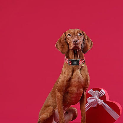 Elegant little tail Valentine's Day Dog Collar-Cute Red Heart Dog Collar for Small Dogs, Female or Male Adjustable Cotton Pet Collar with Quick Release Buckle for Small Medium Large Dogs