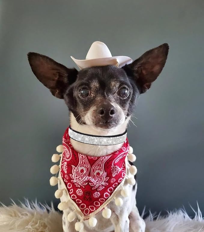 Small Dog Collars for Female Dogs, Rhinestone Dog Collar with Diamond Crystal Glitter Bling Female Cat Collars for Puppy XXS XS Small Dogs and Kitten, Red, S