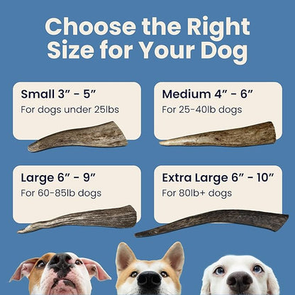 The Proper Hound® Whole Elk Antlers for Dogs [Long Lasting] - Elk Bones for Dogs Humanely Sourced - Elk Horns for Dogs - Dog Elk Antler Chews - Antlers for Small Dogs Under 25 Pounds - Ready to CHEW