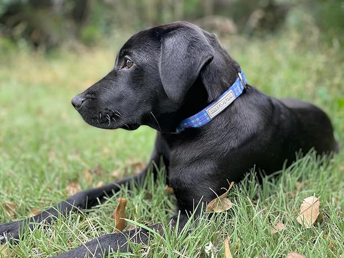 Lucky Love Dog, Blue and Violet Plaid Dog Collar and Leash Set, Adjustable & Comfy Combo Set for Boy and Girl Dogs - (Large, Scotty Combo)