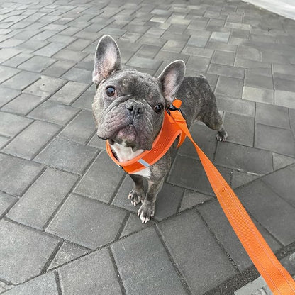 Voyager Reflective Dog Leash with Neoprene Handle, 5ft Long, Supports Small, Medium, and Large Breed Puppies, Cute and Heavy Duty for Walking, Running, and Training - Orange (Leash), S