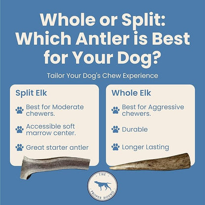 The Proper Hound® Whole Elk Antlers for Dogs [Long Lasting] - Elk Bones for Dogs Humanely Sourced - Elk Horns for Dogs - Dog Elk Antler Chews - Antlers for Small Dogs Under 25 Pounds - Ready to CHEW