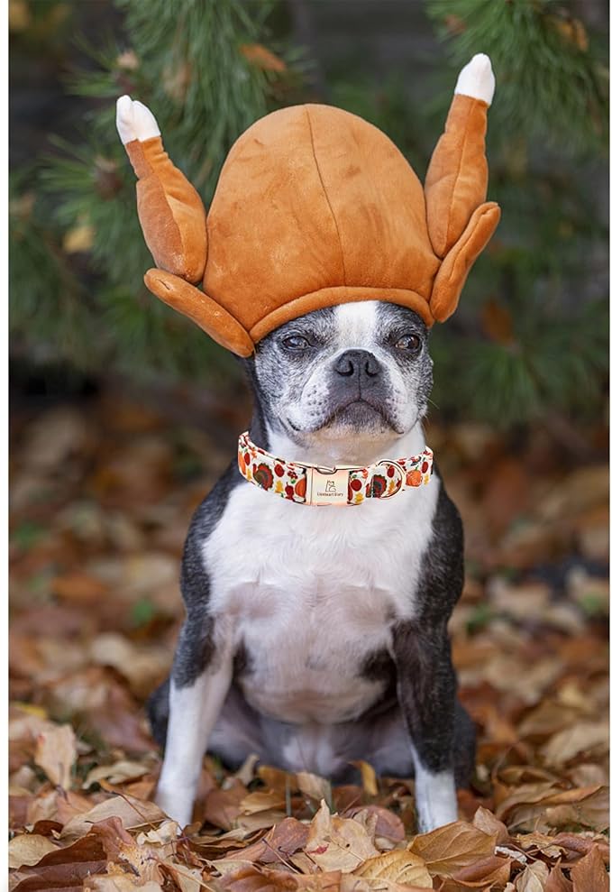 Lionheart glory Turkey Dog Collar Thanksgiving Dog Collar Girl or Boy Dogs Collar Pet Gift Holiday Dog Collar for Medium Dog