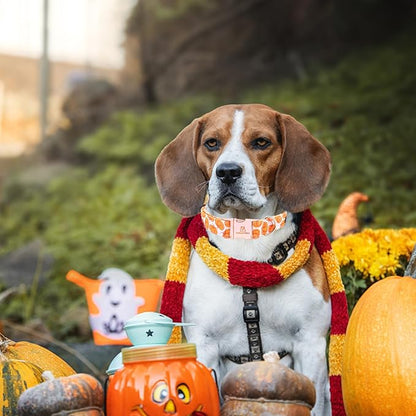 Lionheart glory Halloween Dog Collars Pumpkin Dog Collar Heavy Duty Adjustable Fall Dog Collar for X-Small Puppy Collar Dog Female or Male Dog Collar