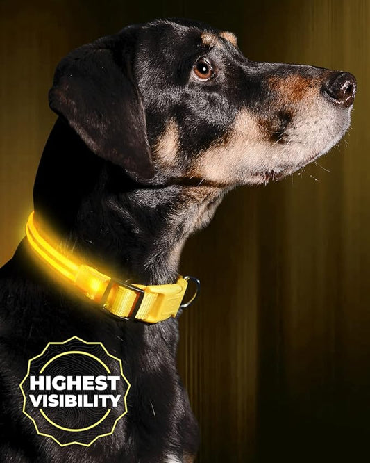 ILLUMISEEN LED Dog Collar USB Rechargeable - Bright & High Visibility Lighted Glow Collar for Pet Night Walking - Weatherproof, in 6 Colors & 6 Sizes (Yellow Large)