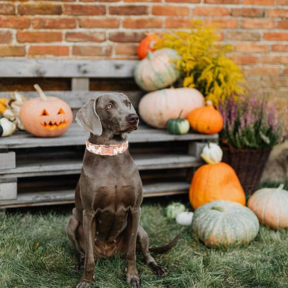Lionheart glory Dog Collar Halloween Collar Dog Fall Dog Collars, Adjustable Heavy Duty Dog Collar for X-Small Dogs Pumpkin Collar Dog
