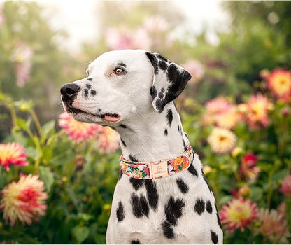Lionheart glory Premium Floral Dog Collars Spring Dog Collar, Adjustable Heavy Duty Girl Dog Collar for XLarge Dogs