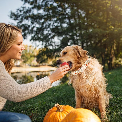 Lionheart glory Dog Collar Halloween Collar Dog Fall Dog Collars, Adjustable Heavy Duty Dog Collar for X-Small Dogs Pumpkin Collar Dog