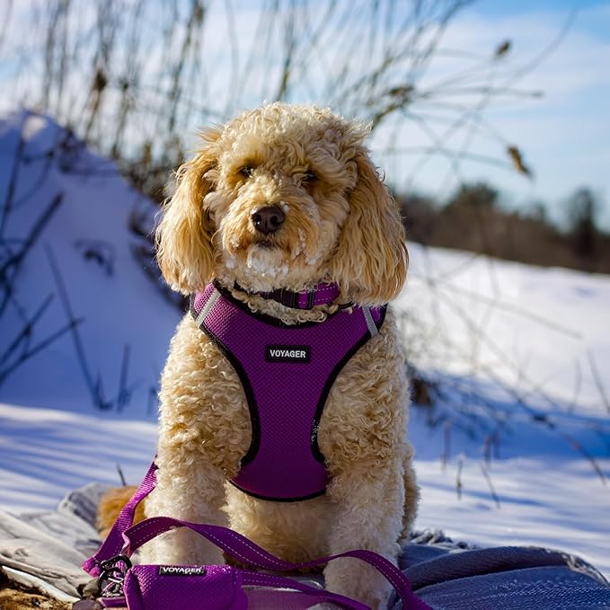 Voyager Reflective Dog Leash with Neoprene Handle, 5ft Long, Supports Small, Medium, and Large Breed Puppies, Cute and Heavy Duty for Walking, Running, and Training - Purple (Leash), S
