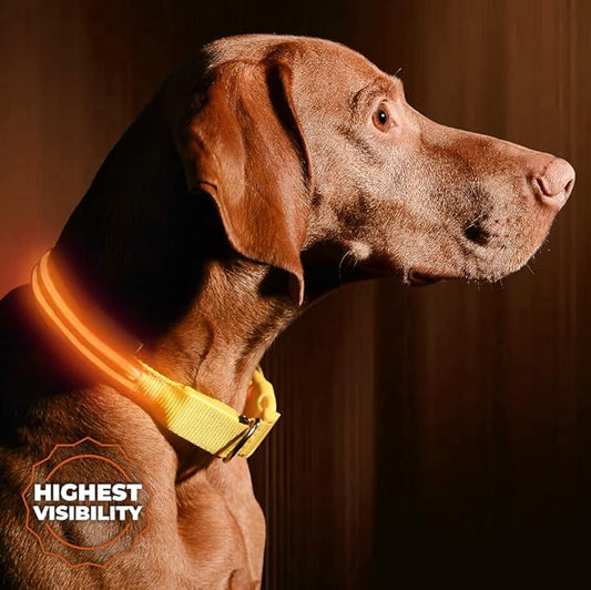 LED Dog Collar, USB Rechargeable, XX-Small (XXS) - 8.6'' - 11.4'', Bright Orange
