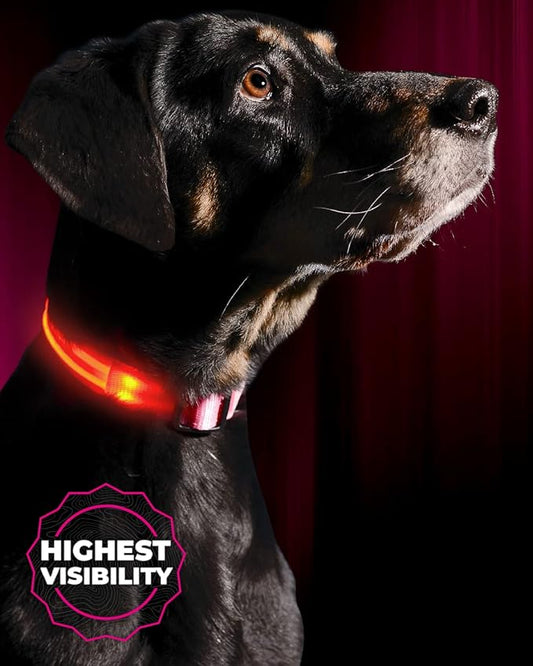 Illumiseen LED Dog Collar USB Rechargeable - Bright & High Visibility Lighted Glow Collar for Pet Night Walking - Weatherproof, in 6 Colors & 6 Sizes (Pink XX-Small)