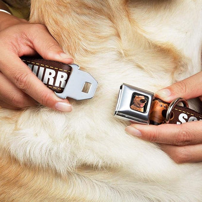 Buckle-Down Dog Collar Seatbelt Buckle Dug 3 Poses Squirrel Brown Yellow White 15 to 26 Inches 1.0 Inch Wide (DC-WDY293-L)