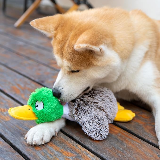 Best Pet Supplies Interactive Mallard Mates Dog Toy with Crinkle and Squeaky Enrichment for Small and Medium Breed Puppies or Dogs, Cute and Plush - Mallard Duck (Gray), Small