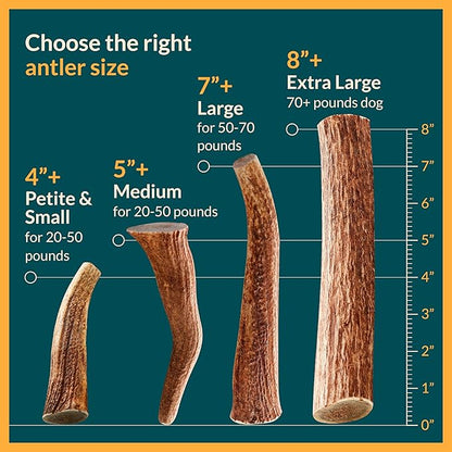 100% Natural - Elk Antlers for Dogs - Naturally Shed in USA - Long Lasting Chews for Aggressive Chewers - Natural, Real Dog Antler Treats & Toys - Dog Chews - No Odor & No Mess - Large