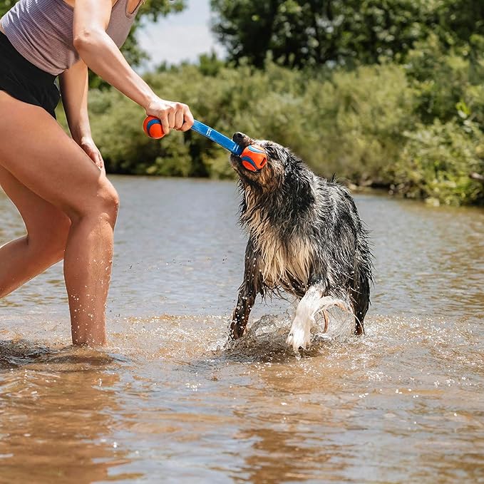 Chuckit! Ultra Duo Tug Dog Toy - Two Ultra Balls on a Durable Nylon Cord Handle - Fetch and Tug-of-War Toy for Dogs - Size Medium - For Breeds 20-60 lbs - 2.5-inch Diameter - Orange and Blue