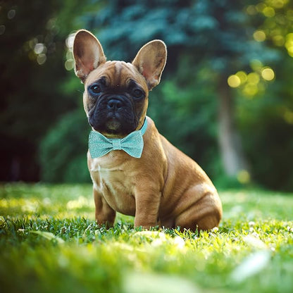 Bling Dog Bow Tie Collar for Puppy Small Medium Dogs, Cute Teal Boy Dog Collar with Bow for Daily Walking or Christmas Holiday (Neck fit 11-16’’)