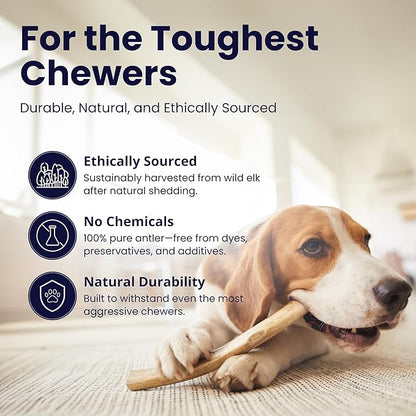 The Proper Hound® Whole Elk Antlers for Dogs [Long Lasting] - Elk Bones for Dogs Humanely Sourced - Elk Horns for Dogs - Dog Elk Antler Chews - Antlers for Small Dogs Under 25 Pounds - Ready to CHEW