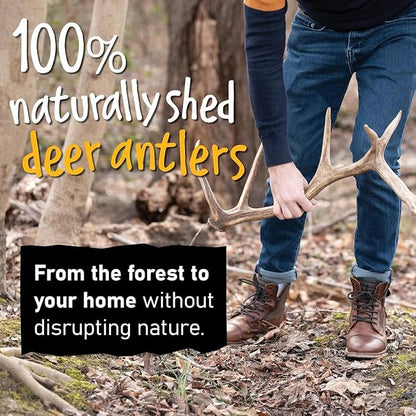 Snatchers Split Deer Antlers for Mild to Aggressive Chewers – Durable, Naturally Shed Antlers for Dogs Processed in The USA, No Additives (Large, 1 Count)