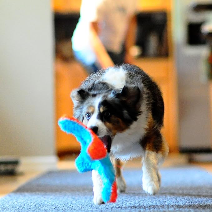 Chuckit! Indoor Fetch Squirrel Dog Toy (9 Inch), Orange and Blue
