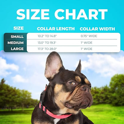 BLAZIN 'Color Me Happy!' Reflective Dog Collar for Day and Night - Adjustable Soft Neoprene Padded Dog Collar in 4 Vibrant Colors - Keeps Dogs Safe and Stylish - for Every Day Use (Medium, Orange)