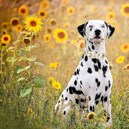 Elegant little tail Dog Collar,Sunflower Pattern Pet Collar Cute Durable Spring Female or Male Adjustable Cotton Pet Collar with Quick Release Buckle for Small Dogs