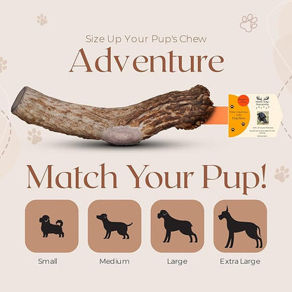 Premium White Tail Deer Antler Dog Chews, 100% All Natural, Naturally Shed Antlers, Select Cut to Size, Sanded Smooth, Dog Bones (1 Pack) (Large)