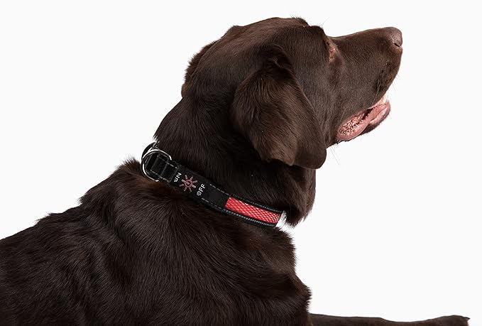 Bundle Pack FA29 PET Tracker- Waterproof,Unlimited Range,SIM Card Included with LED Collar and 1 Month Free Trial (Large, RED)