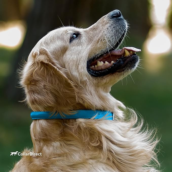 CollarDirect Rolled Leather Dog Collar, Soft Padded Round Puppy Collar, Handmade Genuine Leather Collar Dog Small Large Cat Collars 13 Colors (16-20 Inch, Blue Textured)'