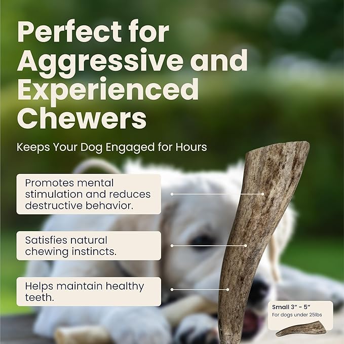 The Proper Hound® Whole Elk Antlers for Dogs [Long Lasting] - Elk Bones for Dogs Humanely Sourced - Elk Horns for Dogs - Dog Elk Antler Chews - Antlers for Small Dogs Under 25 Pounds - Ready to CHEW
