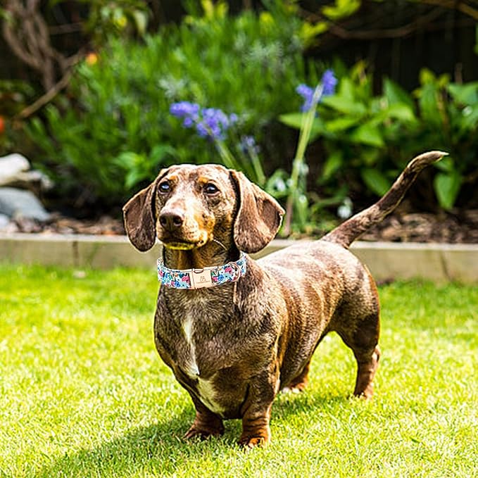 Lionheart glory Dog Collar Pink Flower Dogs Collar Spring Summer Cute Collars Dog Girl or Boy Soft Durable Adjustable Dog Collars for Small Dogs Pet Gift