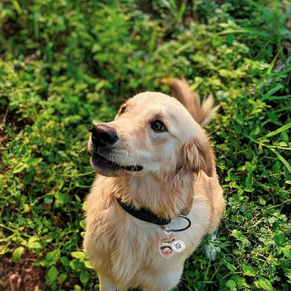 Dog Tags Personalized QR Code Dog Tag, Retro Brass Personalized Pet ID Tags Modifiable Pet Online Profile, Multiple Emergency Contact, (Pet Paw)
