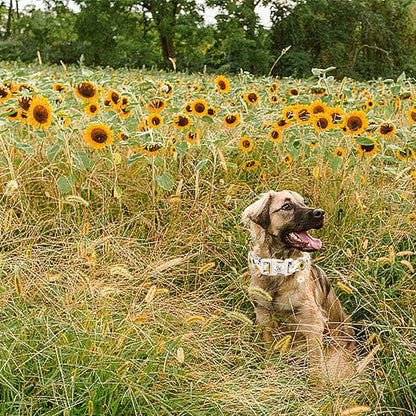 Elegant little tail Dog Collar,Sunflower Pattern Pet Collar Cute Durable Spring Female or Male Adjustable Cotton Pet Collar with Quick Release Buckle for Small Dogs