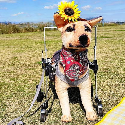 Dog Wheelchair,Lightweight Aluminum Frame with Handle,Extended Leg Straps,Includes Leash,Fits Pugs,French Bulldogs,and Schnauzers（Middle Size）/Beagle,Corgi,and Cocker Spaniel（Large Size）