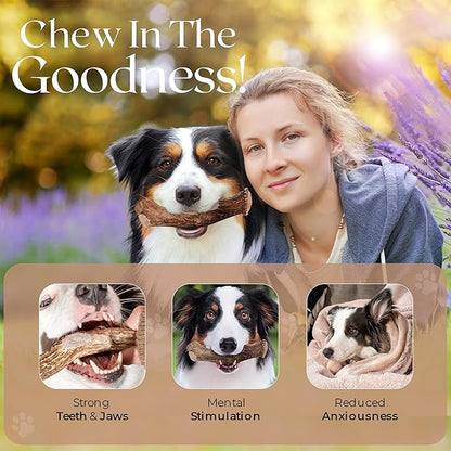 Premium White Tail Deer Antler Dog Chews, 100% All Natural, Naturally Shed Antlers, Select Cut to Size, Sanded Smooth, Dog Bones (1 Pack) (Extra Large)